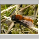 Andrena fulva - Rotpelzige Sandbiene w01.jpg